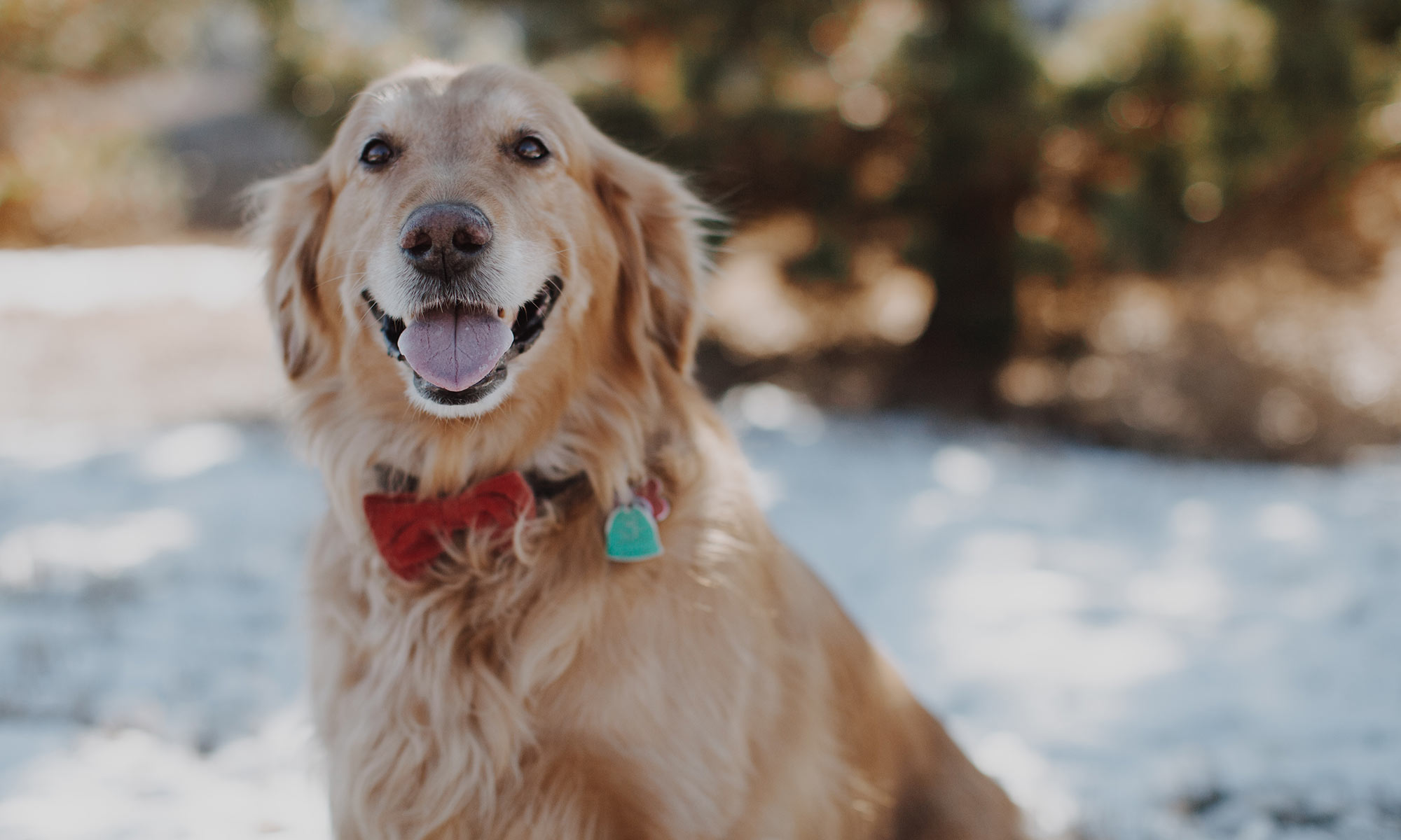 Dog smiling with a red collar