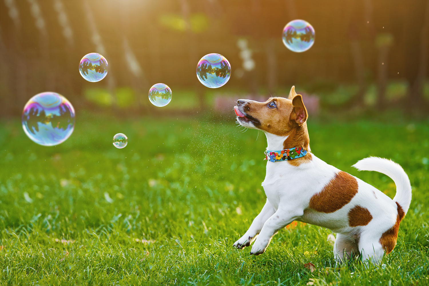 The Pros and Cons of Dog Shock Collar Fences: An Informed Decision for Responsible Pet Owners The Pros and Cons of Dog Shock Collar Fences: An Informed Decision for Responsible Pet Owners