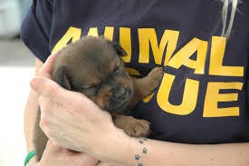 Woman hugging a rescued puppy