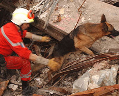 Man with a dog saving lives