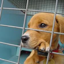 Small brown dog inside a cage