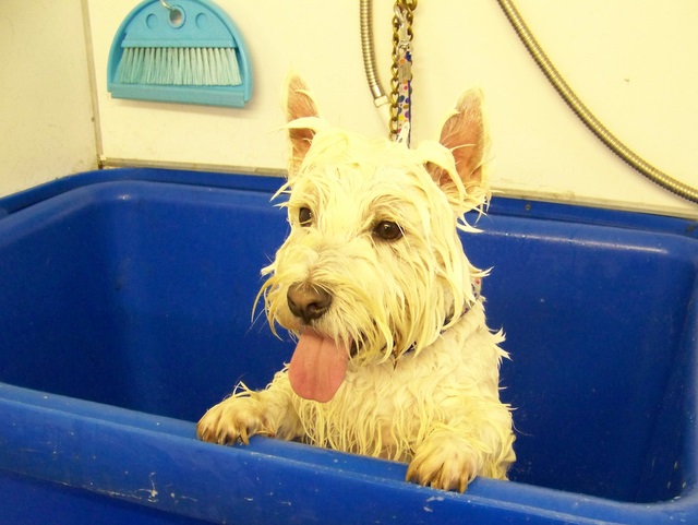 Bathing a dog at the dog groomers