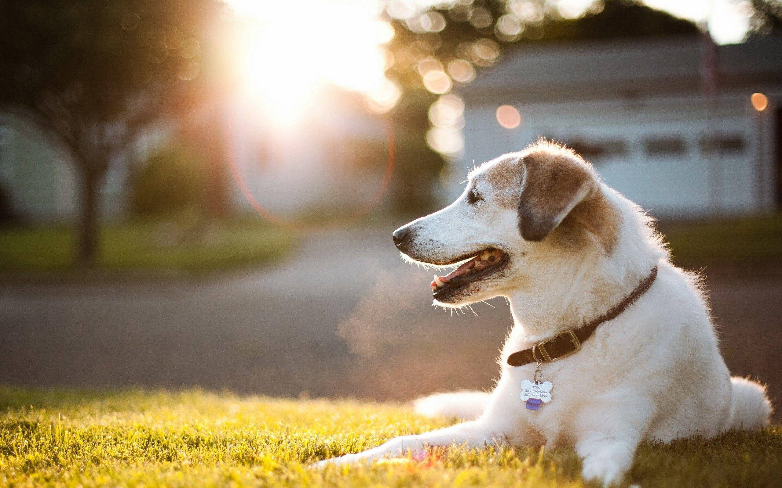 Furry Friend's Safety